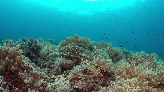Hawksbill turtle on a colorful coral reef. 4k footage