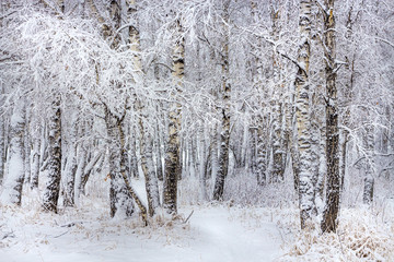Birch forest after a snowfall
