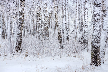 Birch forest after a snowfall