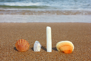 shell standing on a tropical sandy beach