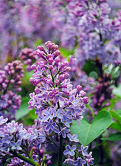 lilac branch