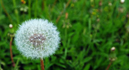 dandelion in a field background