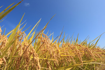青空と秋の稲穂 