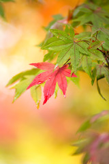紅葉
