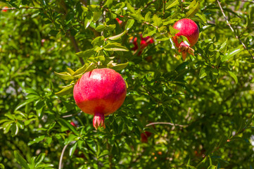 pomegranate, ripening on the tree with green leaves