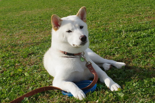 730 Best 白い犬 Images Stock Photos Vectors Adobe Stock 730 Best 白い犬 Images Stock Photos Vectors Adobe Stock