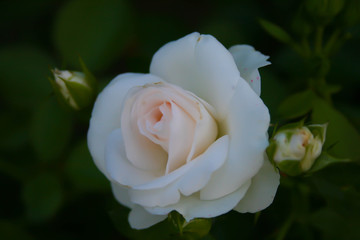 white Rose on the Branch in the Garden