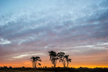 Baumsilhouette bei Sonnenuntergang in der Landschaft des Nationalparks De Hoge Veluwe