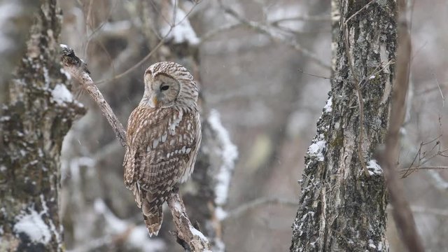 降雪の中のフクロウ(Ural owl)