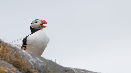 Atlantic Puffin Portrait