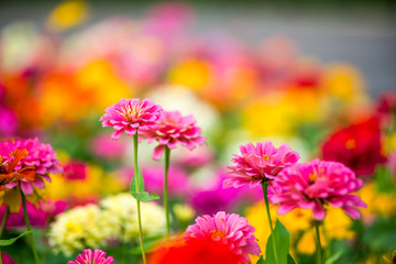 Fototapeta premium Beautiful pink flowers on green grass background.