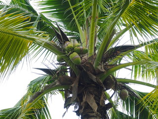 Palm trees .