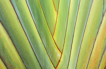 Close up photo of Nature background of The stem of the  Ravenala leaves beautiful arrangement.