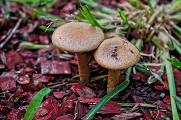 Closeup of two small brown mushrooms in the grass