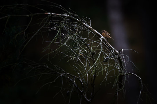 Vogel Sitzt auf einem Ast 