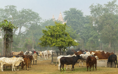 Cows on a farm India.