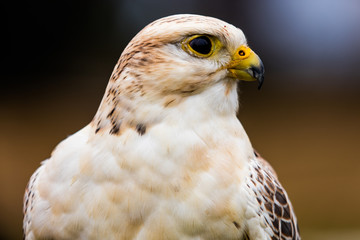 Sakerfalke