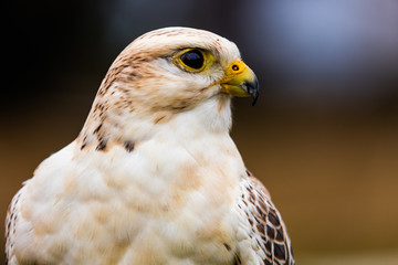 Sakerfalke
