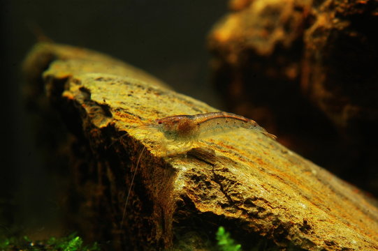 paracaridina sp. hai van pass