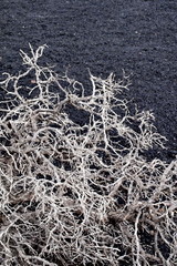 Texture withered shrub in volcanic soil