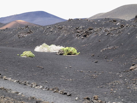 Euphorbia plants in volcanic landscape