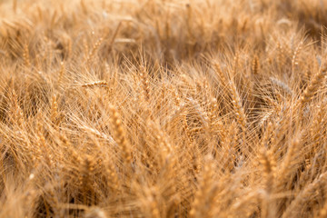 Wheat growing on field