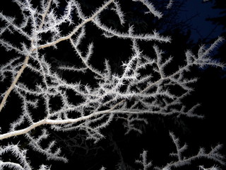 Tree covered with hoar frost close-up, hoar frost covered branches at winter forest
