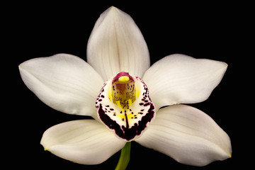 Boat orchid