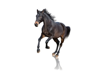 Fototapeta na wymiar Isolate of brown horse running on white background