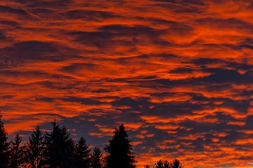 Fire in the sky over the forest. Background of the blood red evening sky and clouds. Sunset and cloudy sky with clouds in different forms.
