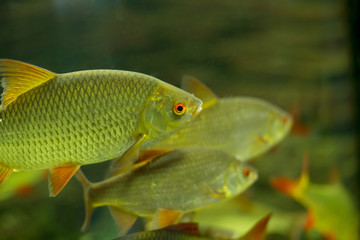 Colorful fish swimming in an aquarium