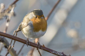 Rotkehlchen (Erithacus rubicula)