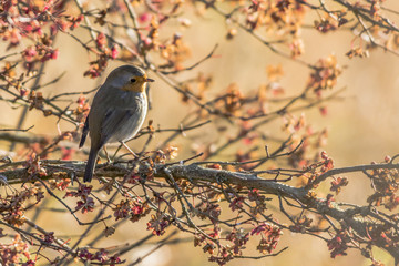 Rotkehlchen (Erithacus rubicula)