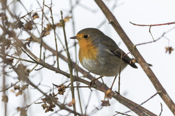 Rotkehlchen (Erithacus rubicula)