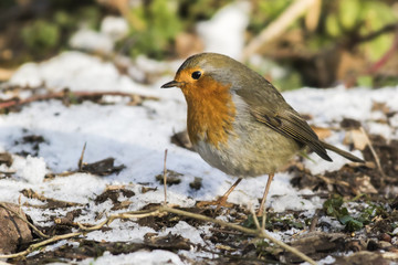 Rotkehlchen (Erithacus rubicula)