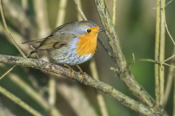 Rotkehlchen (Erithacus rubicula)