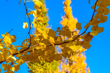 神宮外苑の銀杏