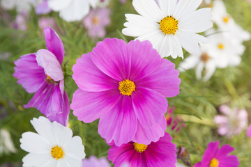 pink and white cosmos flower