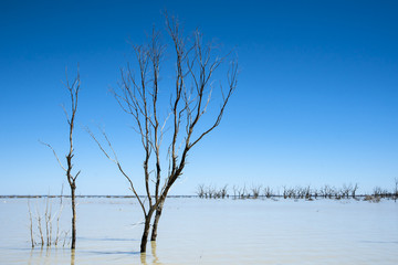 Fototapeta na wymiar Bare branched trees against a blue background on Lake Menindee in remote outback Australia