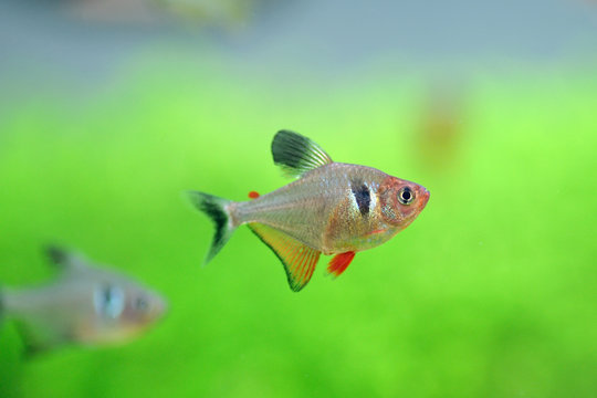 tetra fish