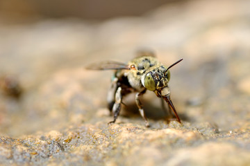 blue bee