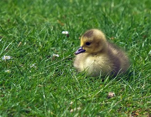 Gosling