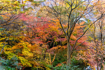 六義園の紅葉