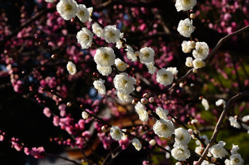 Flowers of Japanese apricot, Japan
梅林　梅の花