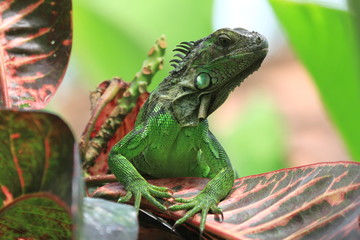 Tropical Lizard