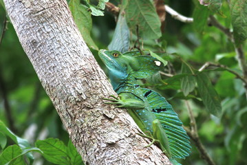 Tropical Lizard