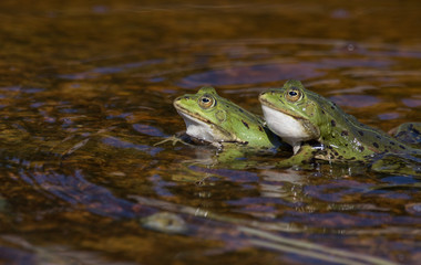 Two male green frogs mating in a pond