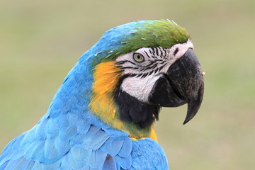 blue parrot
