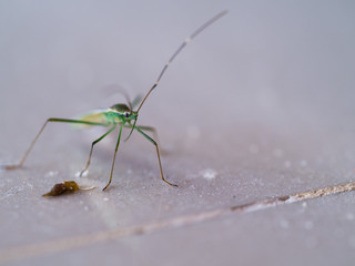 Little Green Insect on The Floor