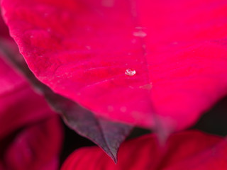 Fototapeta premium One Water Drop on Red Leaf